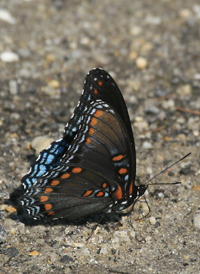 Red-spotted Purple